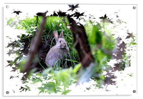 Rabbit - Bunny Rabbit Acrylic by Bryan 4Pics