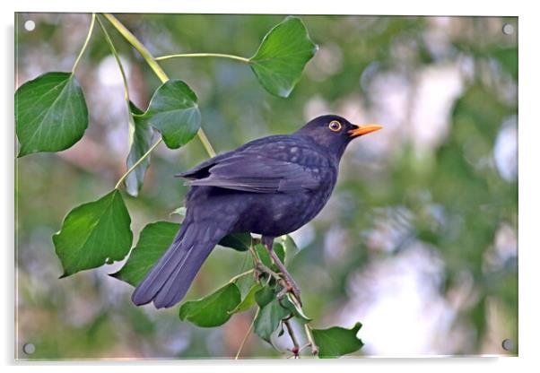 Blackbird, Male Acrylic by Bryan 4Pics