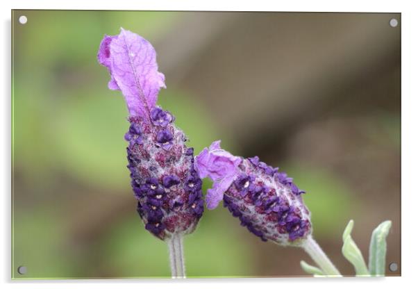 Lavenda flower Acrylic by Bryan 4Pics