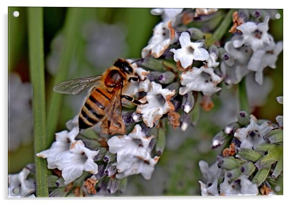 Honey Bee  Acrylic by Bryan 4Pics
