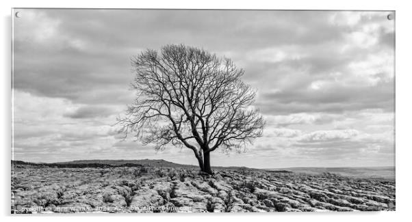 Tree on Yorkshire Limestone Acrylic by Chris Willman