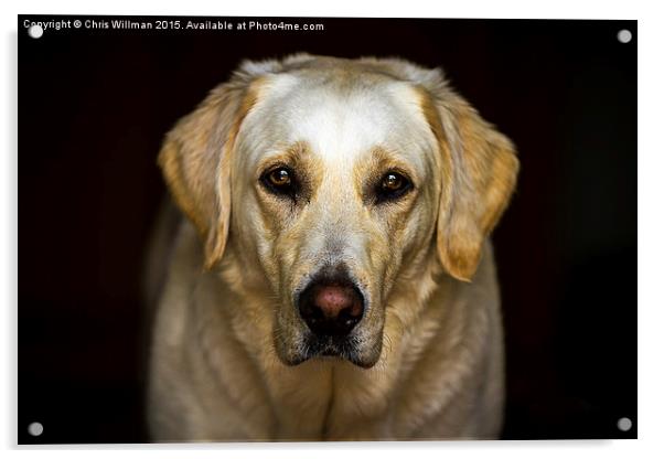 Golden Labrador Acrylic by Chris Willman