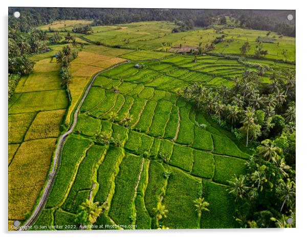 Bali Rice Terraces  Acrylic by Jan Venter