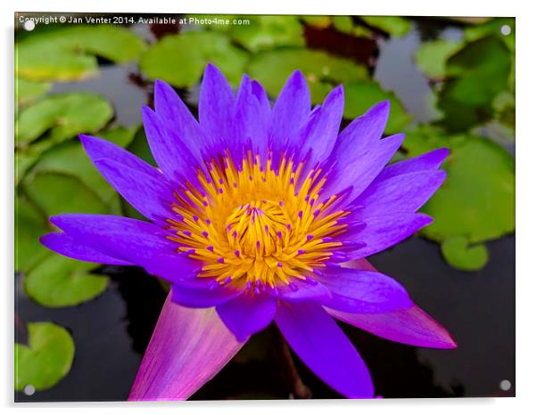  Water Lily Acrylic by Jan Venter