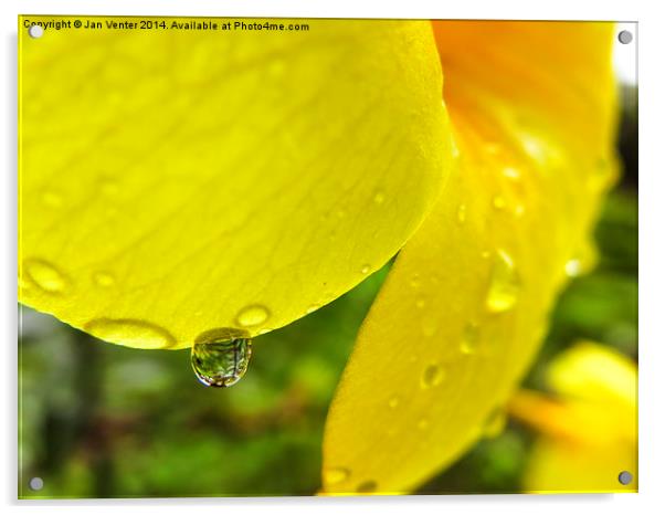  Yellow flower petal. Acrylic by Jan Venter