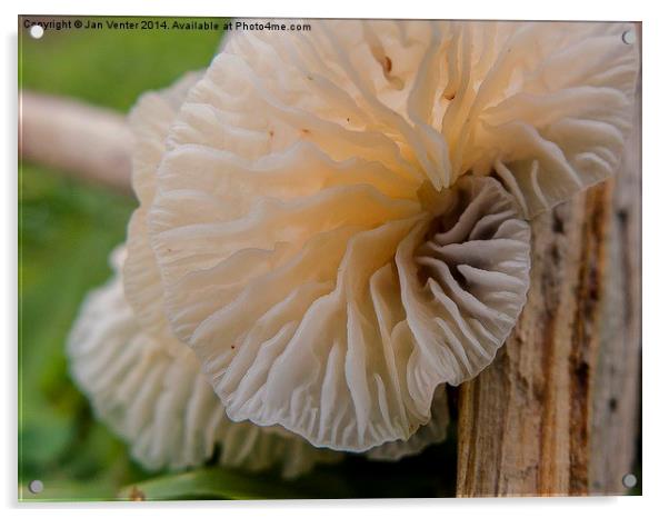  Fungus. Acrylic by Jan Venter