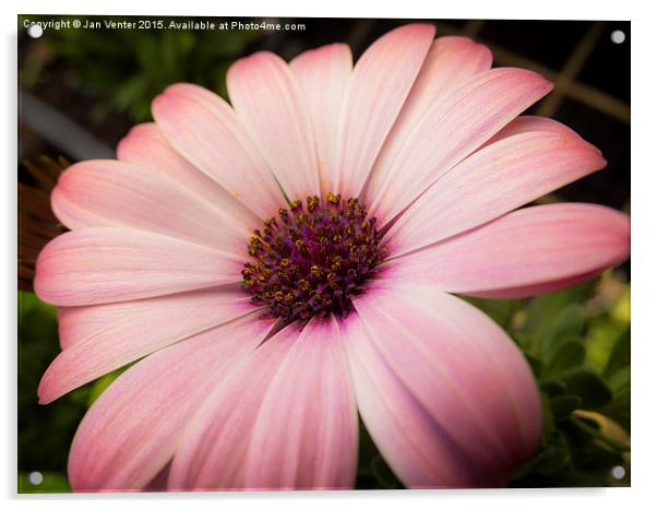  Pink flower Acrylic by Jan Venter