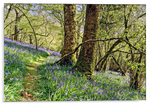 Meldon Woods Bluebells Dartmoor Acrylic by austin APPLEBY