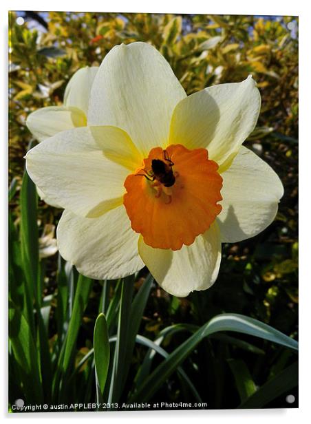 BEE IN THE DAFFODIL Acrylic by austin APPLEBY