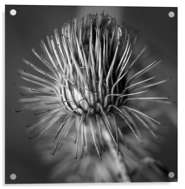 seed pod Acrylic by paul haylock