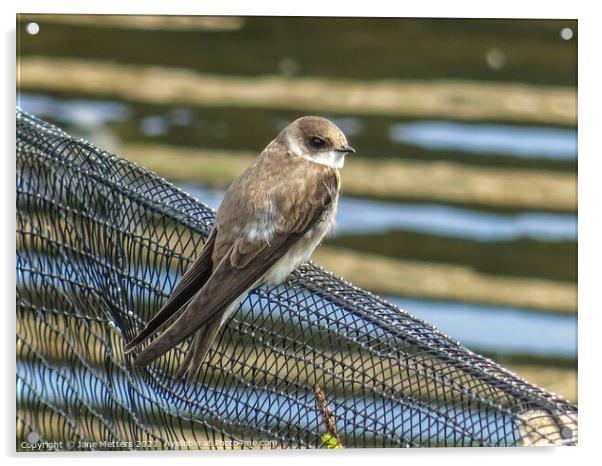 Sand Martin Acrylic by Jane Metters