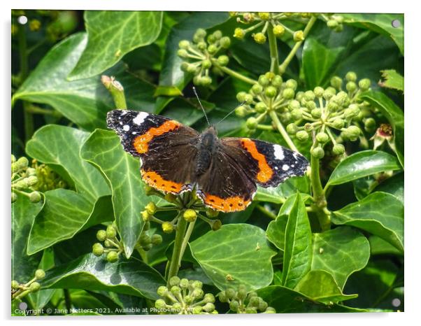 Red Admiral  Acrylic by Jane Metters
