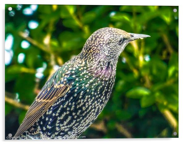 Colourful Bird  Acrylic by Jane Metters