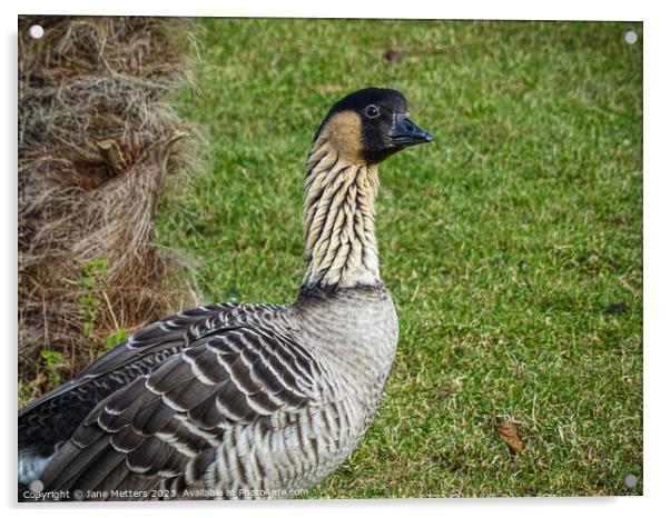 The Nene Goose  Acrylic by Jane Metters