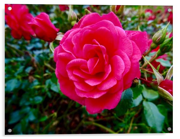 Rose Garden Acrylic by Jane Metters