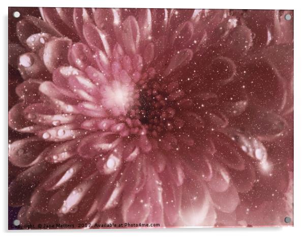               Chrysanthemum Sparkle                Acrylic by Jane Metters