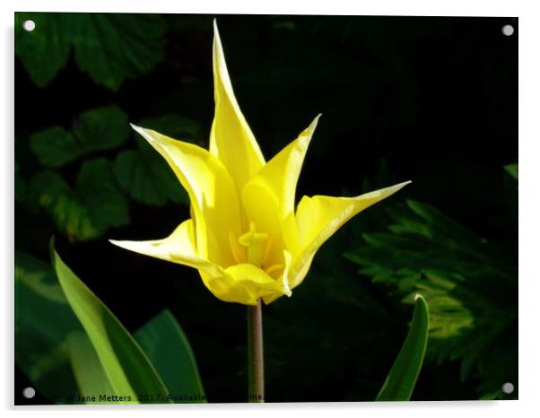 Yellow Star Tulip Acrylic by Jane Metters