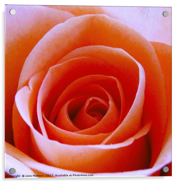 Orange Rose  Acrylic by Jane Metters