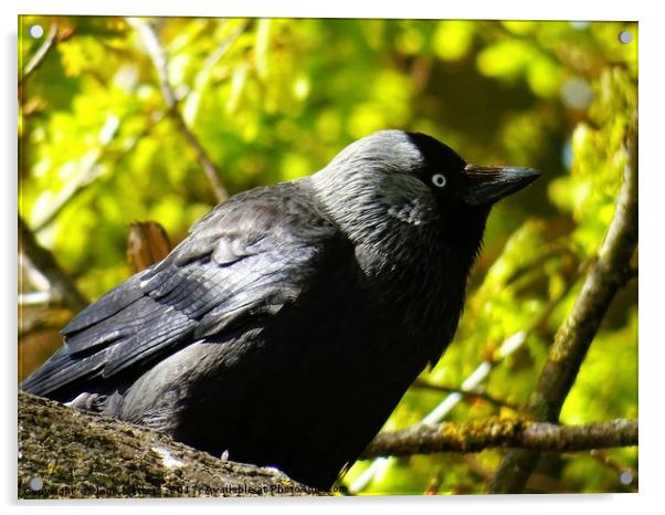 Jackdaw on a Branch Acrylic by Jane Metters