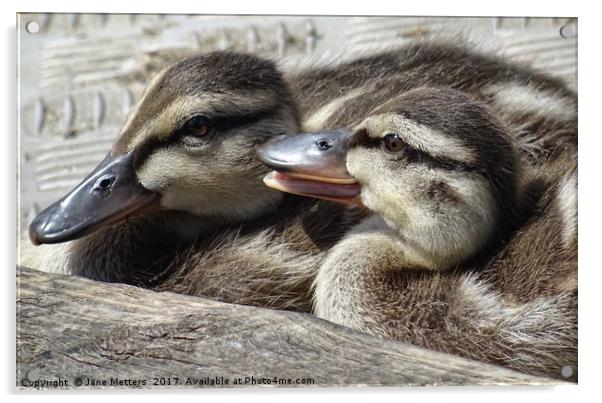 Baby Ducklings Acrylic by Jane Metters