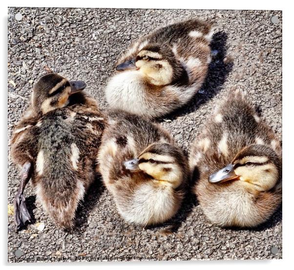 Four Baby Ducklings Acrylic by Jane Metters