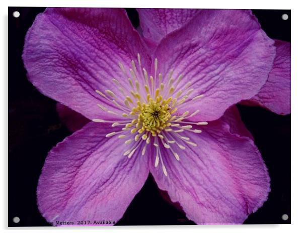 Clematis Flowers Acrylic by Jane Metters