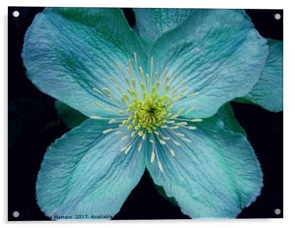 Clematis Art Acrylic by Jane Metters