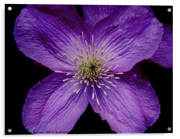 Purple Petals Acrylic by Jane Metters