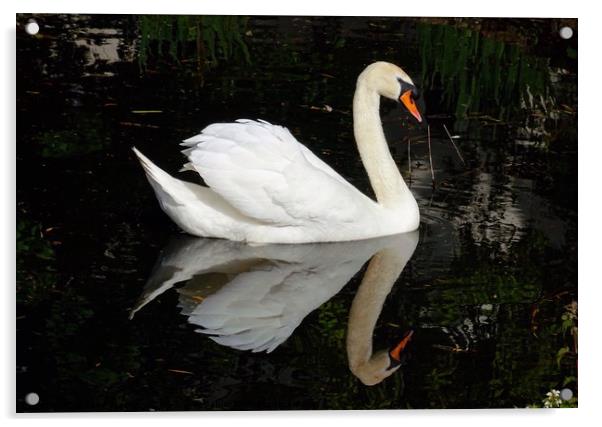 A Swan and his Reflection Acrylic by Jane Metters