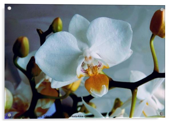 White Mini Orchid Acrylic by Jane Metters