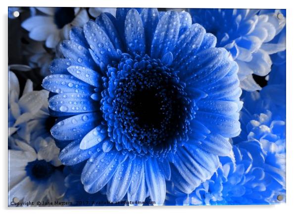       Blue Gerbera                           Acrylic by Jane Metters