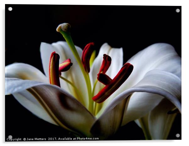 Center of a Lilly Acrylic by Jane Metters