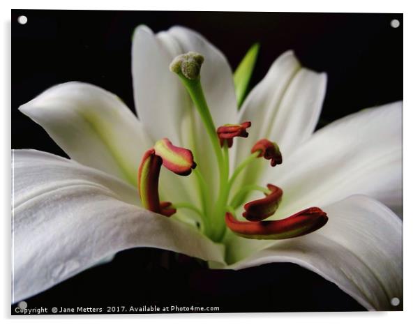 The Center of a Lilly Acrylic by Jane Metters