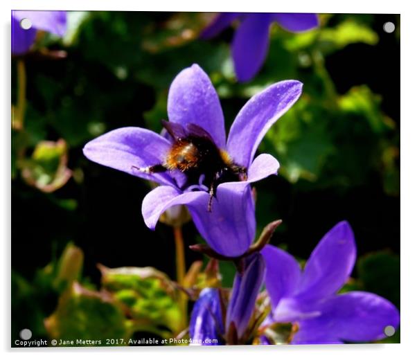    Campanula Portenschlagiana                      Acrylic by Jane Metters