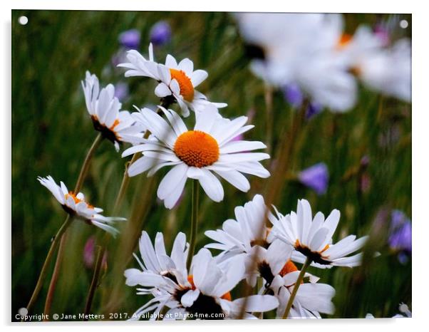 Daisies  Acrylic by Jane Metters