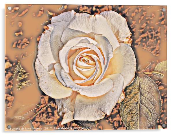 Cream Rose Art Acrylic by Jane Metters