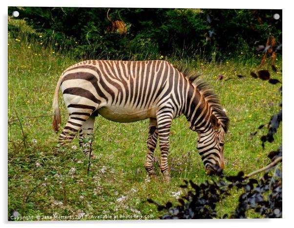     Zebra Grazing                            Acrylic by Jane Metters