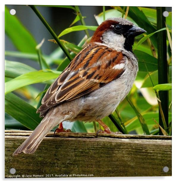 Male House Sparrow  Acrylic by Jane Metters