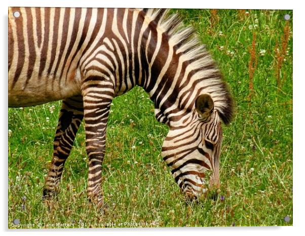                      A Zebra Grazing Acrylic by Jane Metters