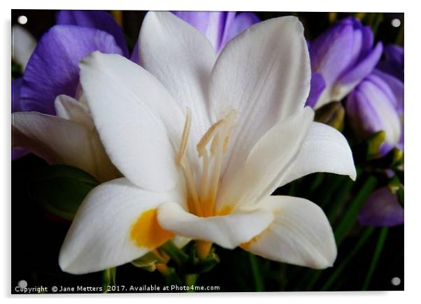        White Freesia                         Acrylic by Jane Metters