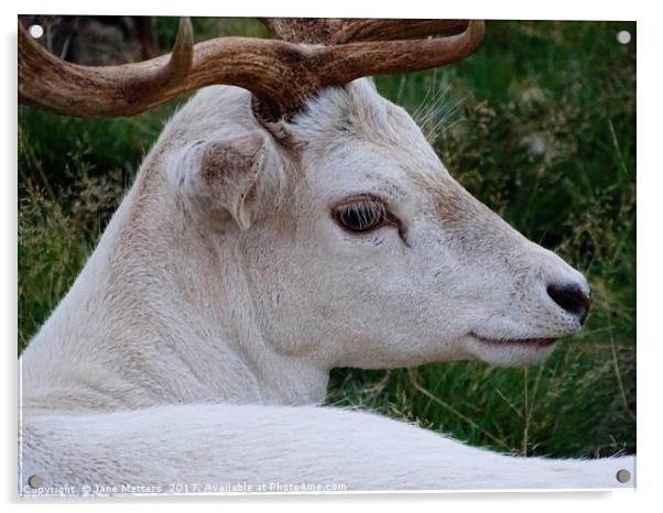      The Face of a White Deer                      Acrylic by Jane Metters