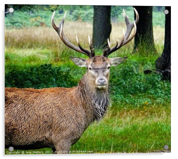      A Stag in the Woods                       Acrylic by Jane Metters