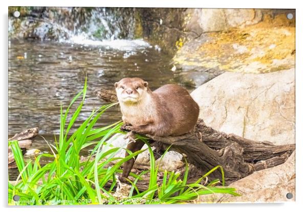       Asian Small Clawed Otter                     Acrylic by Jane Metters