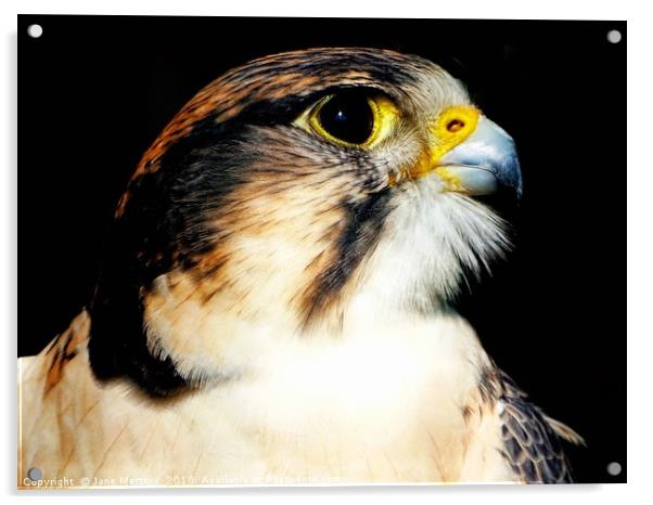 Lanner Falcon Acrylic by Jane Metters