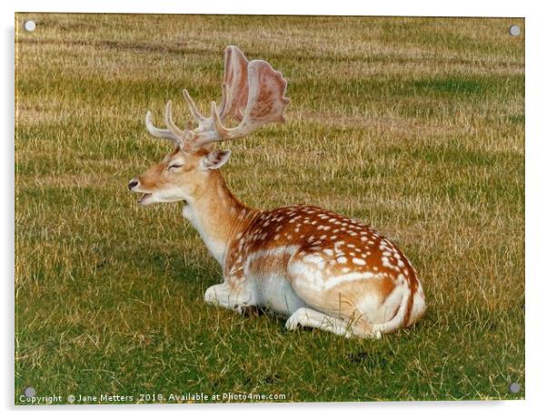         Fallow Deer Resting                        Acrylic by Jane Metters