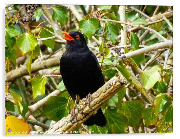      A Singing Blackbird                           Acrylic by Jane Metters