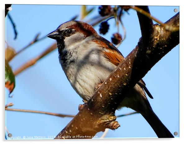      Male House Sparrow                           Acrylic by Jane Metters