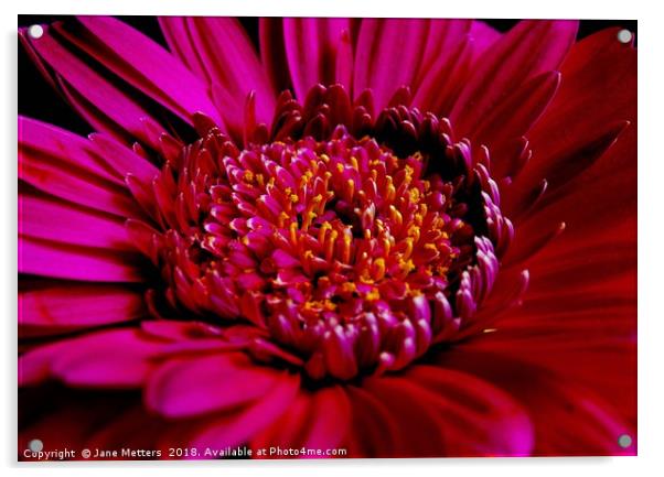 Gerbera Flower Acrylic by Jane Metters
