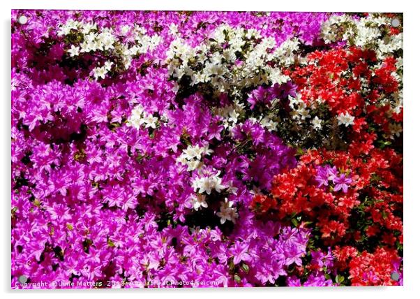            Colourful Azaleas                     Acrylic by Jane Metters