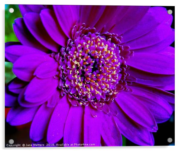 Purple Flower Acrylic by Jane Metters
